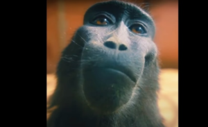 rizz monkey gif